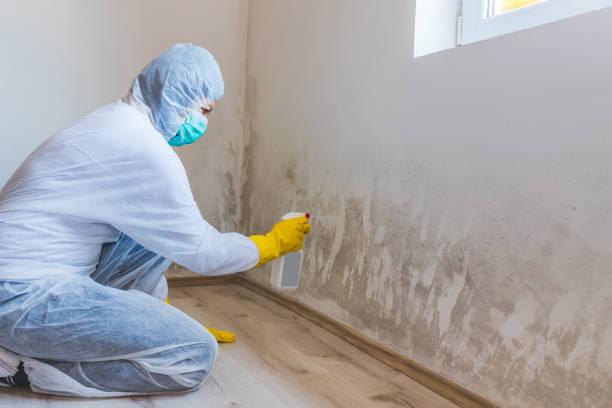 Licensed Attic Mold Removal service in Columbus, GA - WQB Mold Removal