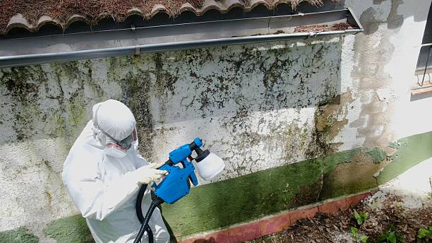 Top rated local Attic Mold Removal specialists in Columbus, GA